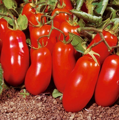 Pomodori San Marzano dell'Agro Sarnese-Nocerino DOP, allungati e rossi, ancora sulla pianta